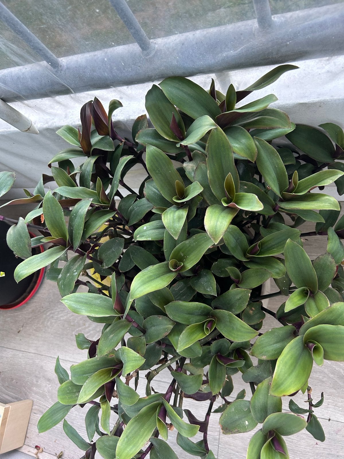 Prachtige plant met witte en roze bloemen, Tuin en Terras, Overige soorten, Vaste plant, Ophalen of Verzenden, Halfschaduw