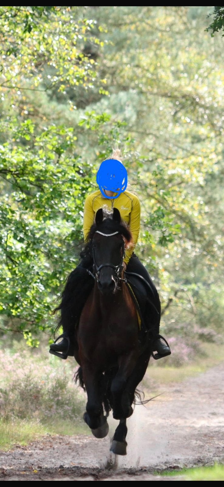 Lieve, voorwaartse 8 jarige friese merrie, Merrie, Minder dan 160 cm, 7 tot 10 jaar, Recreatiepaard