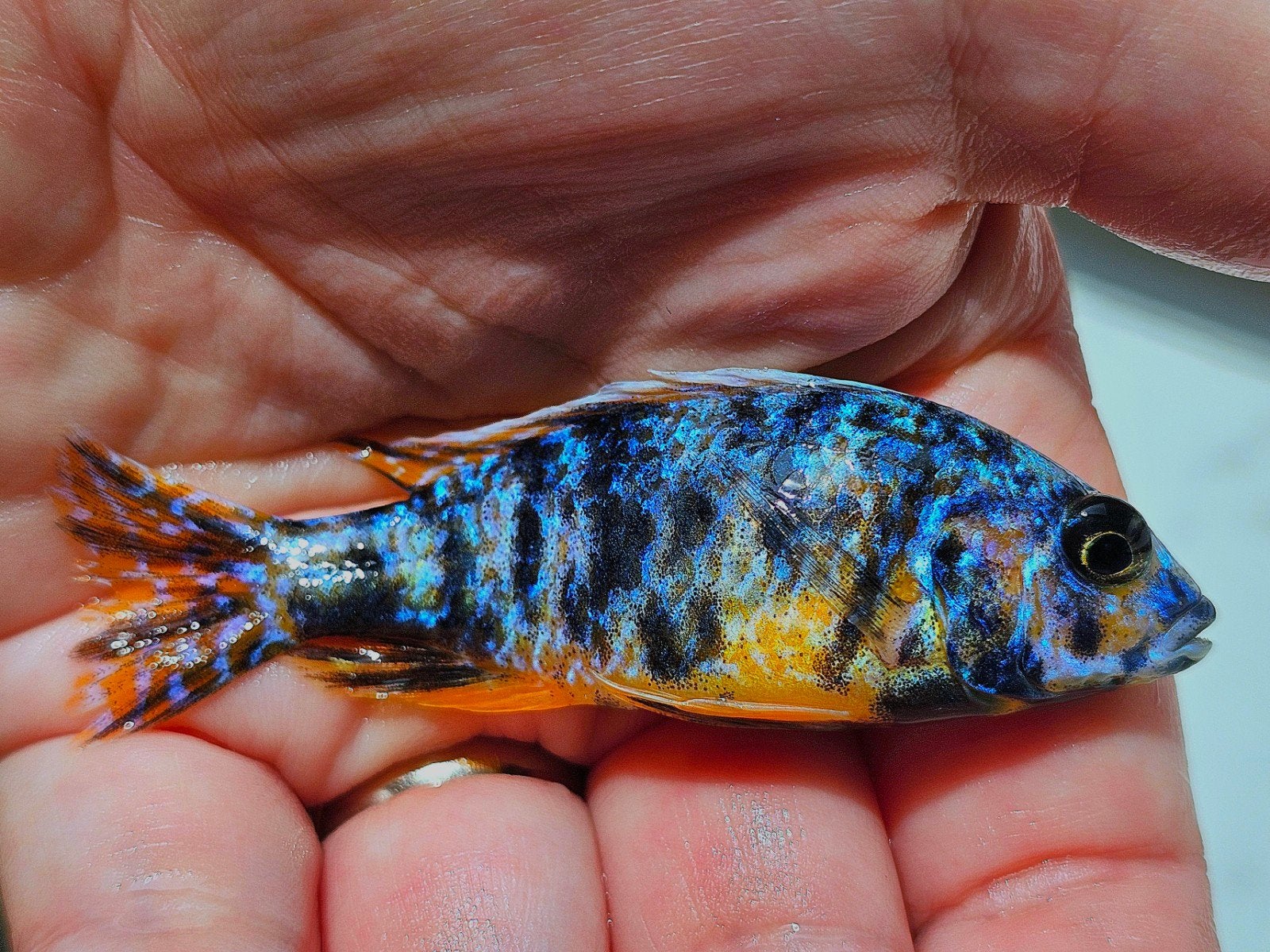 Hele nest pasgeboren Fryeri Galaxy!, Dieren en Toebehoren, Vissen | Aquariumvissen, Vis