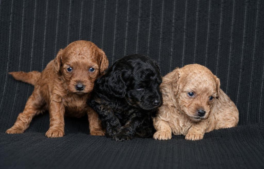 Lieve Toy poedel puppy's te koop., Dieren en Toebehoren, Poedel, Parvo, 8 tot 15 weken, Meerdere