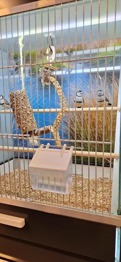 Bichenow Astrilde, Dieren en Toebehoren, Meerdere dieren, Tropenvogel, Geringd