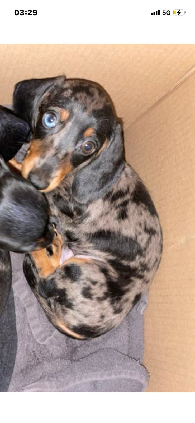 Te koop 1 super mooie kaninin  tekel 1 teutje beschibaar, Kaninchen, Parvo, Reu, 8 tot 15 weken