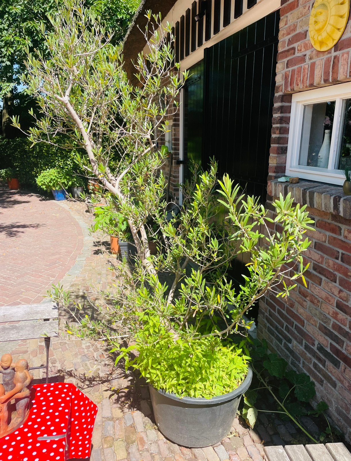 Mooie gezonde olijfboom in grote pot 2.20 hoog met olijfjes, Tuin en Terras, 100 tot 250 cm, Olijfboom, Zomer, Ophalen