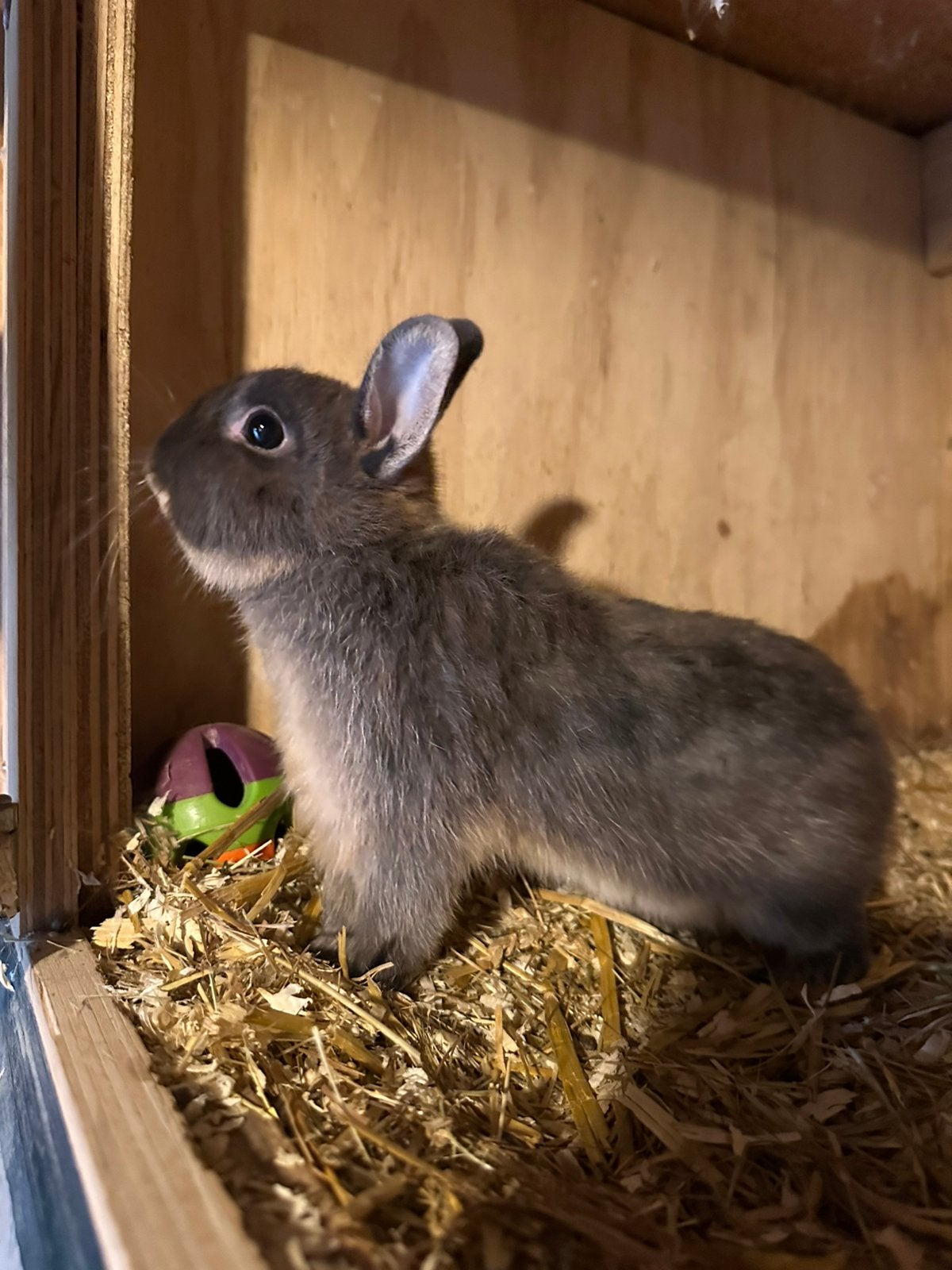 Feh otter kleurdwerg rammetje, Dieren en Toebehoren, Mannelijk, Dwerg, 0 tot 2 jaar