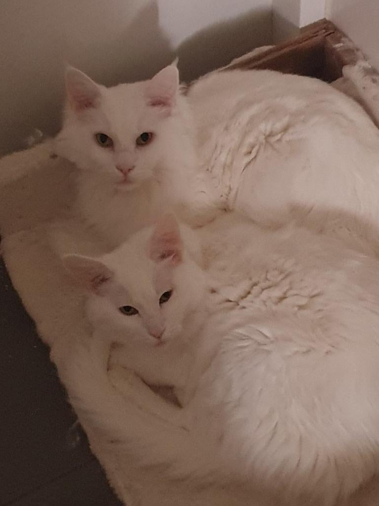 Prachtige Maine Coons - Wit, Huis en Inrichting, Badkamer | Badtextiel en Accessoires, Gebruikt, Overige typen, Wit, Ophalen