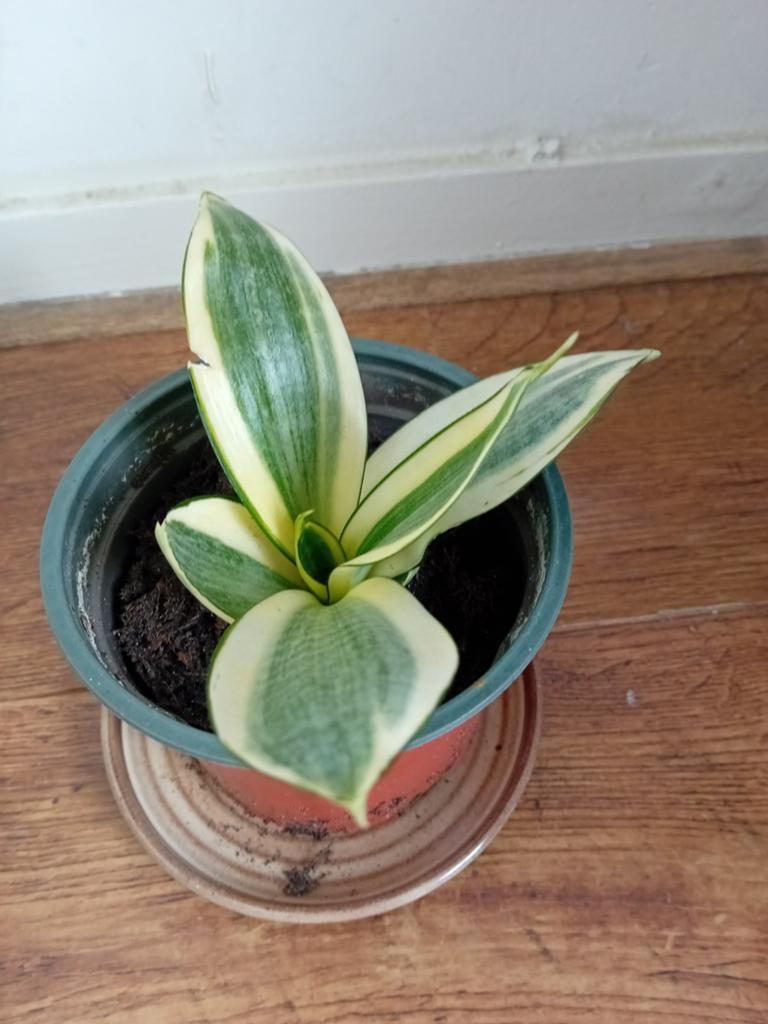 Sansevetia klein, Huis en Inrichting, Ophalen of Verzenden, Halfschaduw, Minder dan 100 cm