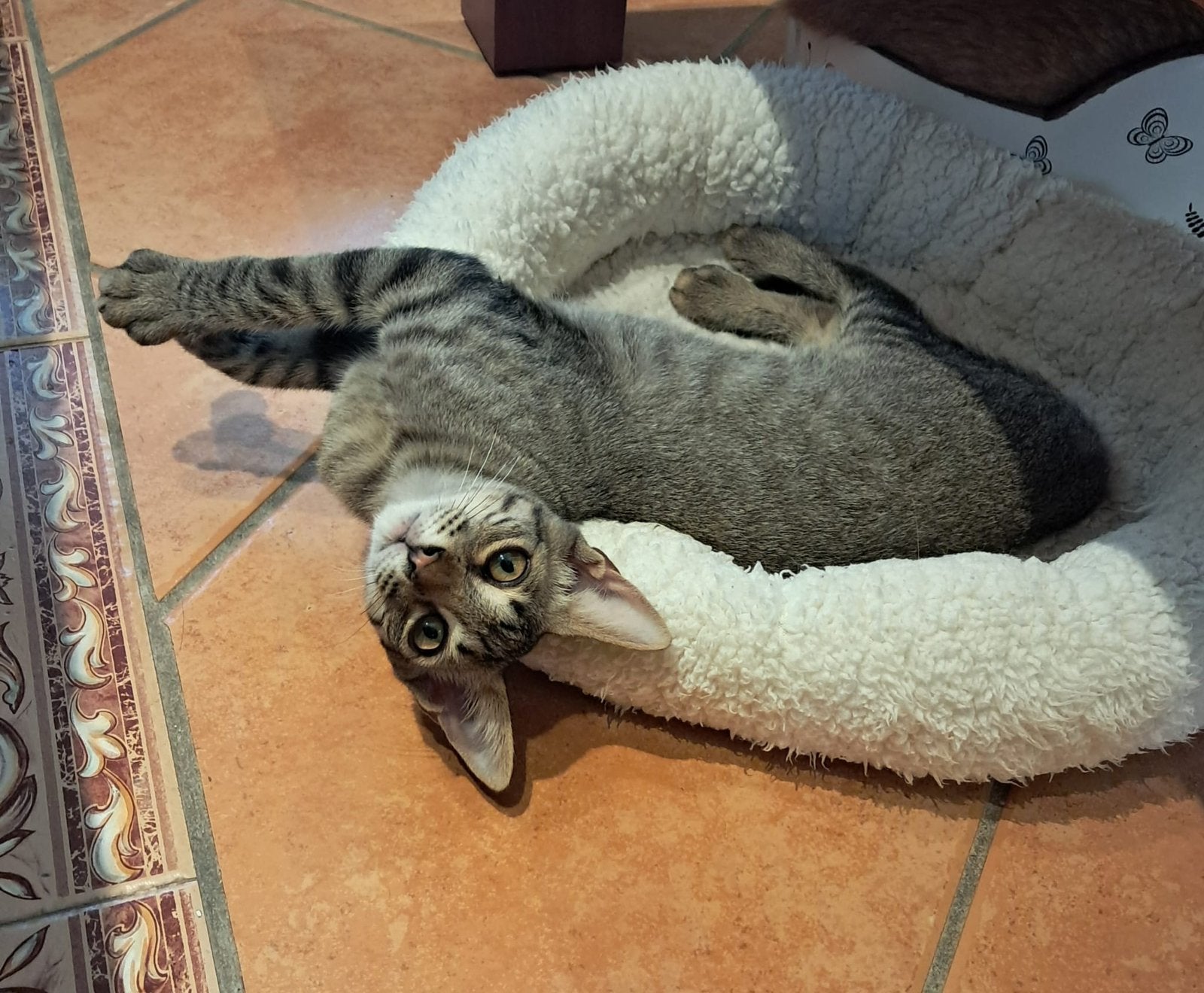 Gered katertje zoekt huisje voor altijd!, Dieren en Toebehoren, Katten en Kittens | Overige Katten, Kater, Kortharig, 0 tot 2 jaar