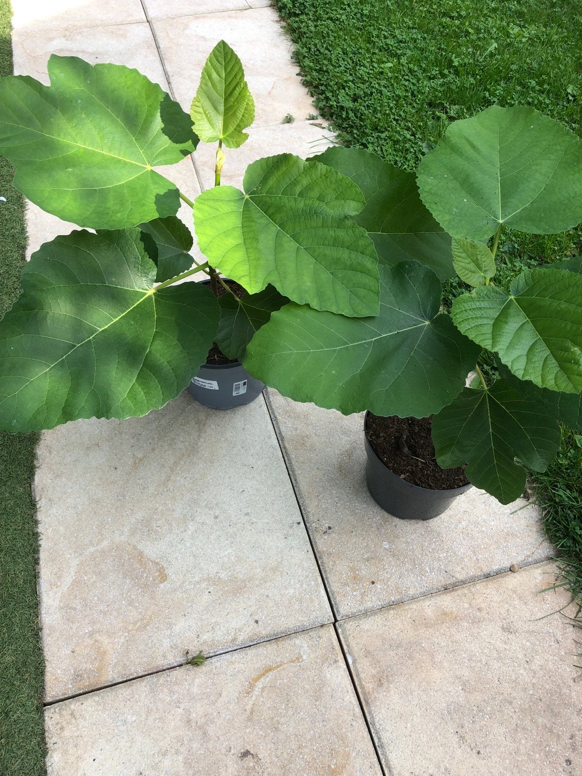 Vijgenstekken, Tuin en Terras, Ophalen, Lente, Volle zon, In pot