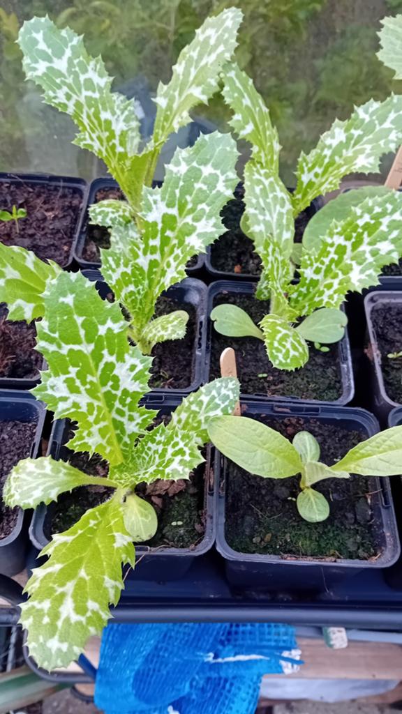 Mariadistel plantjes - Gezond en decoratief, Ophalen