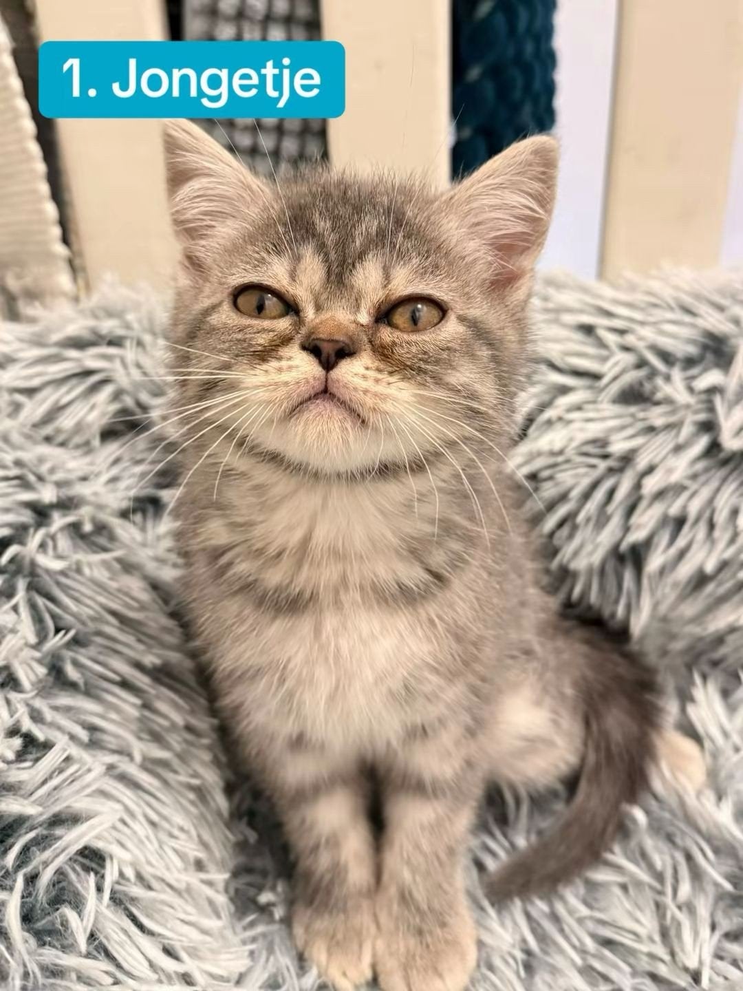Britse korthaar, Dieren en Toebehoren, Katten en Kittens | Raskatten | Korthaar, Meerdere dieren