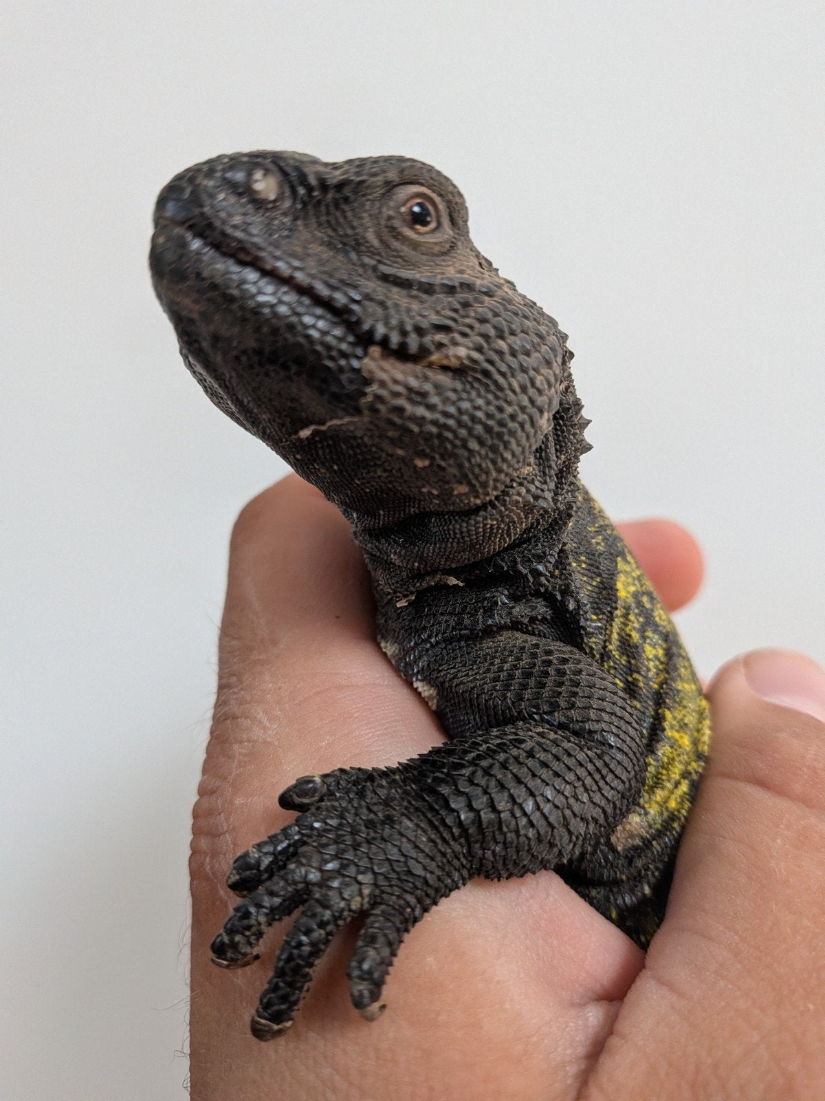 uromastyx, xenagama Taylori, pogona vitticeps Bearded Dragon photo 21
