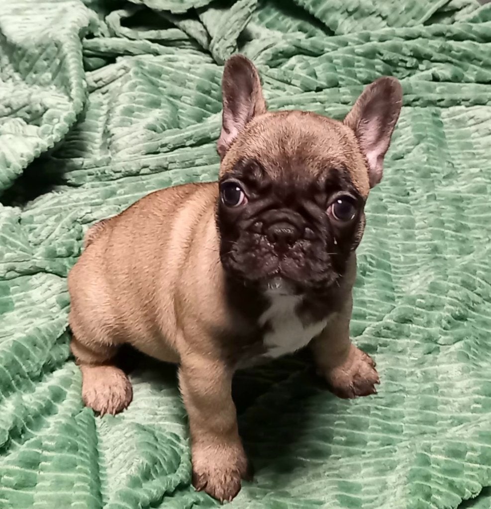 Franse bulldog pup Fawn Reutje mag verhuizen, Dieren en Toebehoren, Reu, 8 tot 15 weken, Eén hond, Nederland