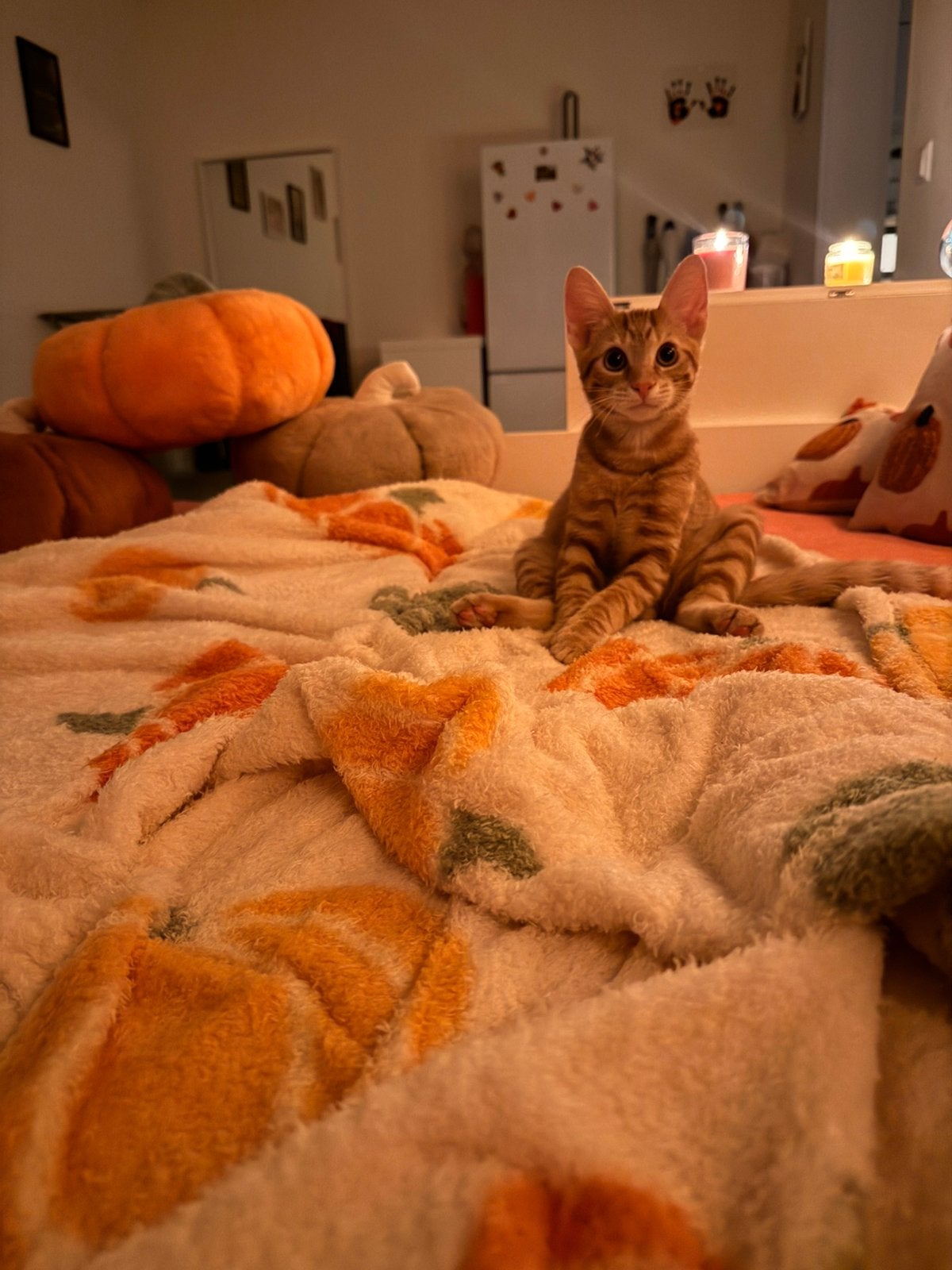 Lieve en speelse rode kitten zoekt een warm huisje 🐾, Dieren en Toebehoren, Kater, Ontwormd, 0 tot 2 jaar