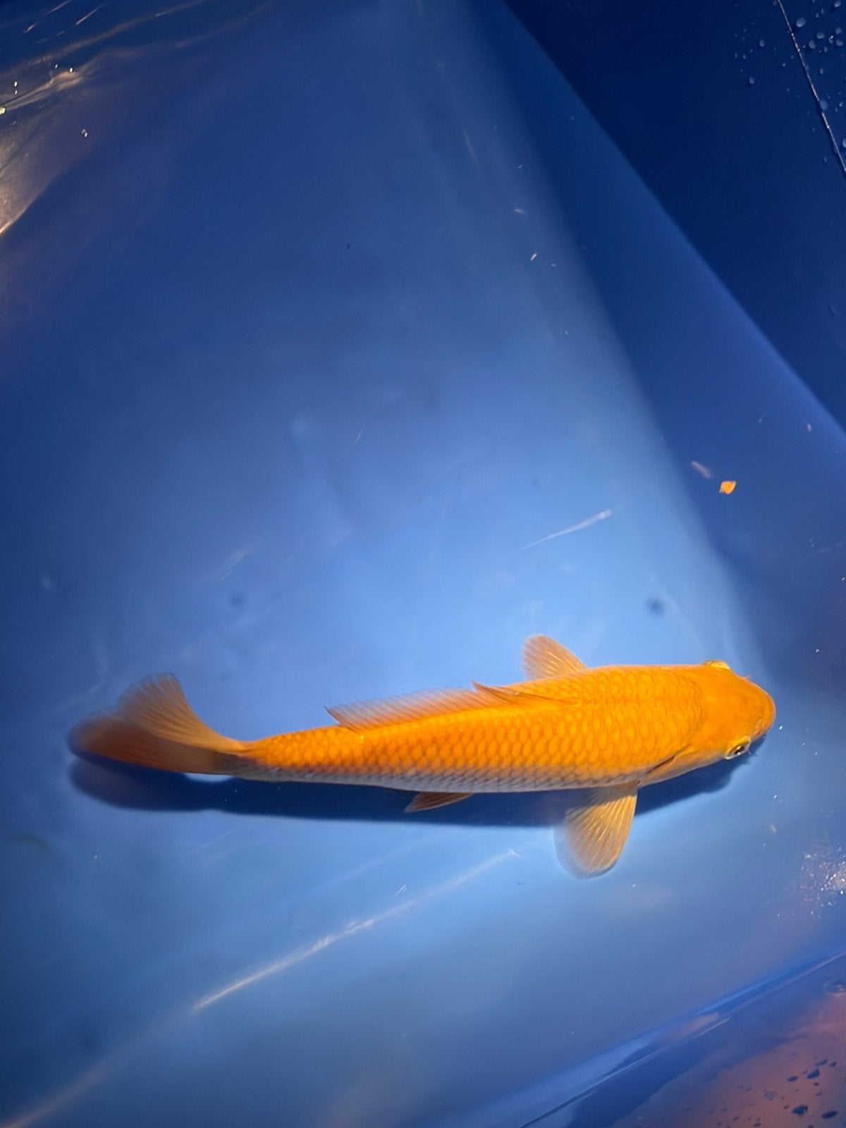 Koi Karper +20cm, Karper of Koi