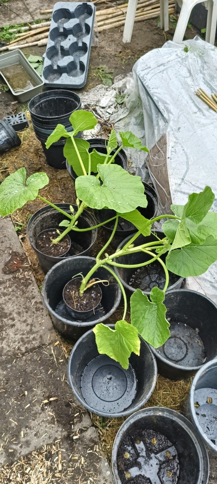 Oranje  pompoen planten. (40cm groot), Ophalen, Volle zon, Groenteplanten, Eenjarig