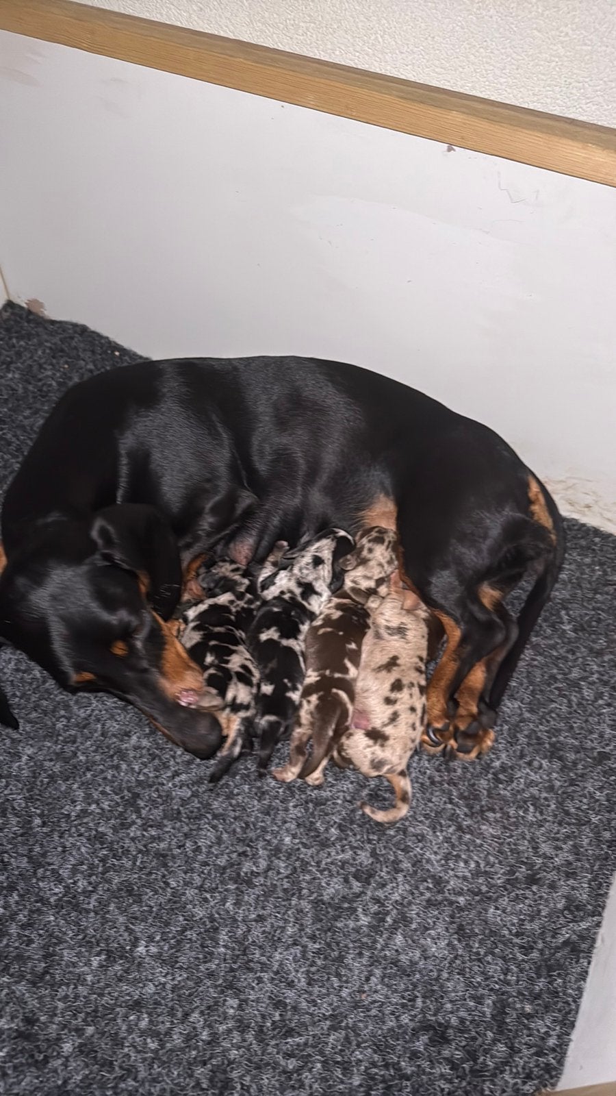 Dwerg teckel pups, Parvo, 8 tot 15 weken, Korthaar, Dwerg