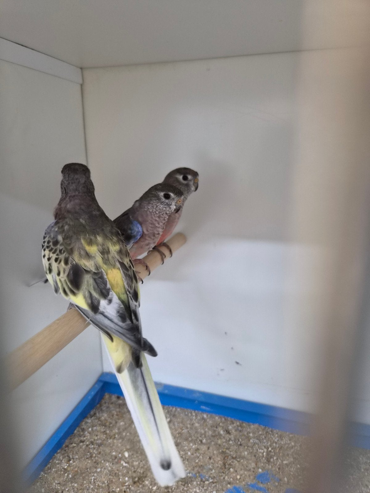Bourke gezoomde man 2025, Dieren en Toebehoren, Vogels | Parkieten en Papegaaien, Mannelijk, Parkiet