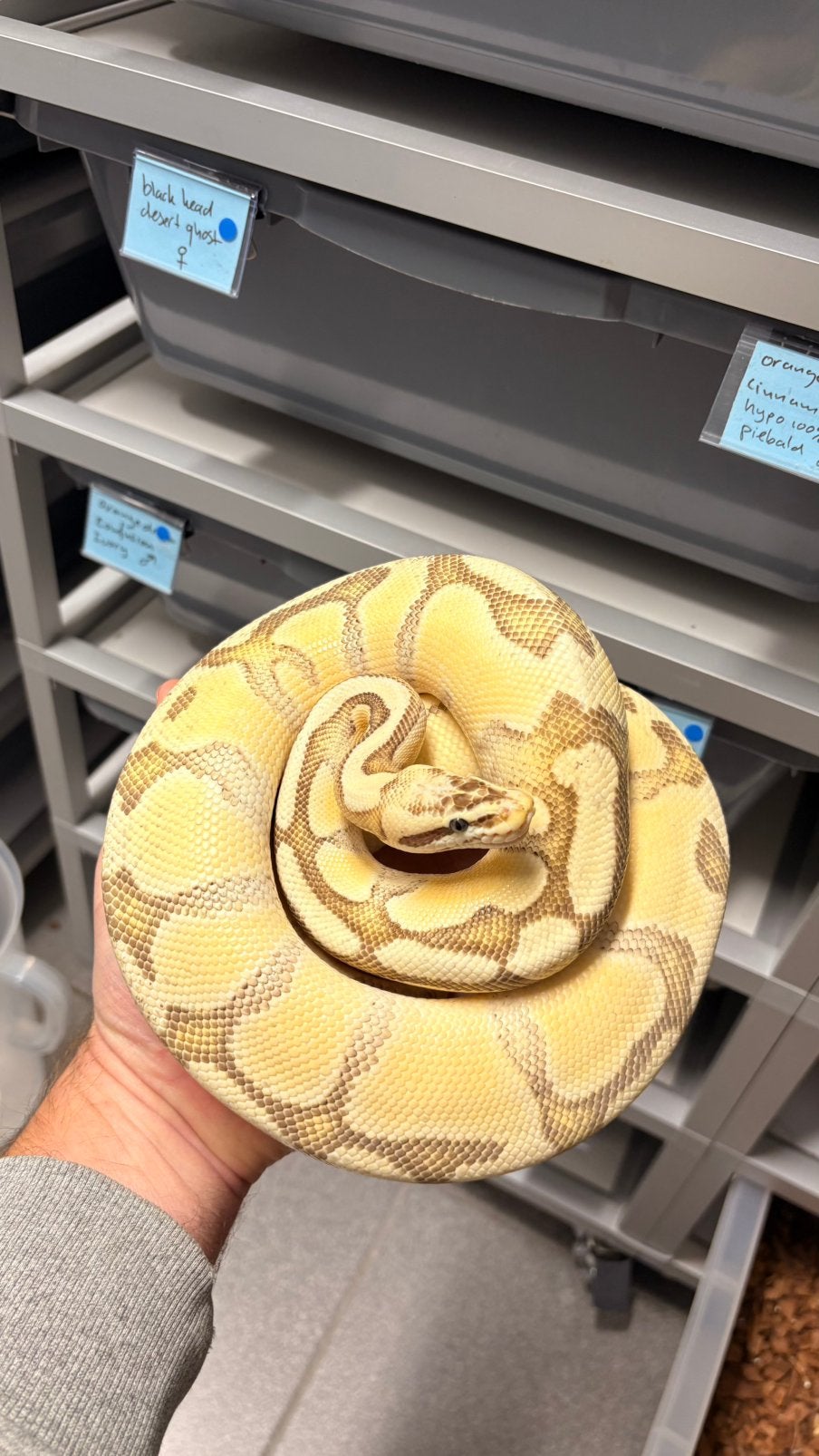 Ball python super pastel enchi fire yb 100% het desert ghost Ball Python photo 3