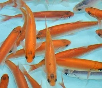 Goudewindes gevraagd 10cm en groter, Dieren en Toebehoren, Karper of Koi