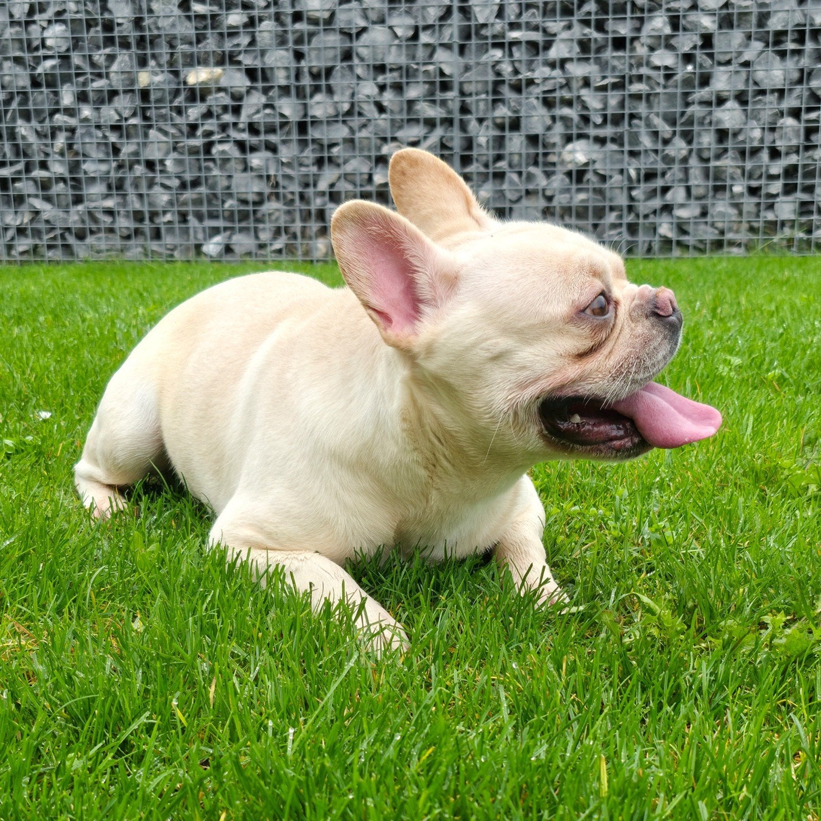 💙 super lieve reu zoekt 5 sterren huisje 💙, Reu, 1 tot 2 jaar, Bulldog, Eén hond