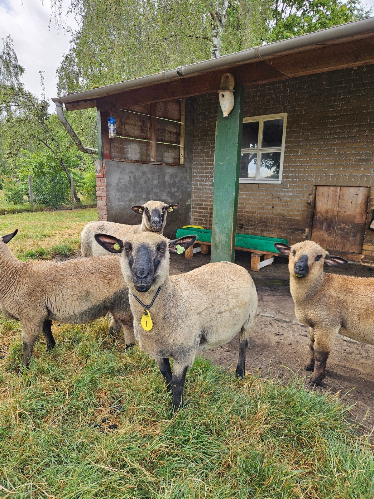Hampshire down schapen, ooien en rammen, Meerdere dieren, Schaap, 0 tot 2 jaar
