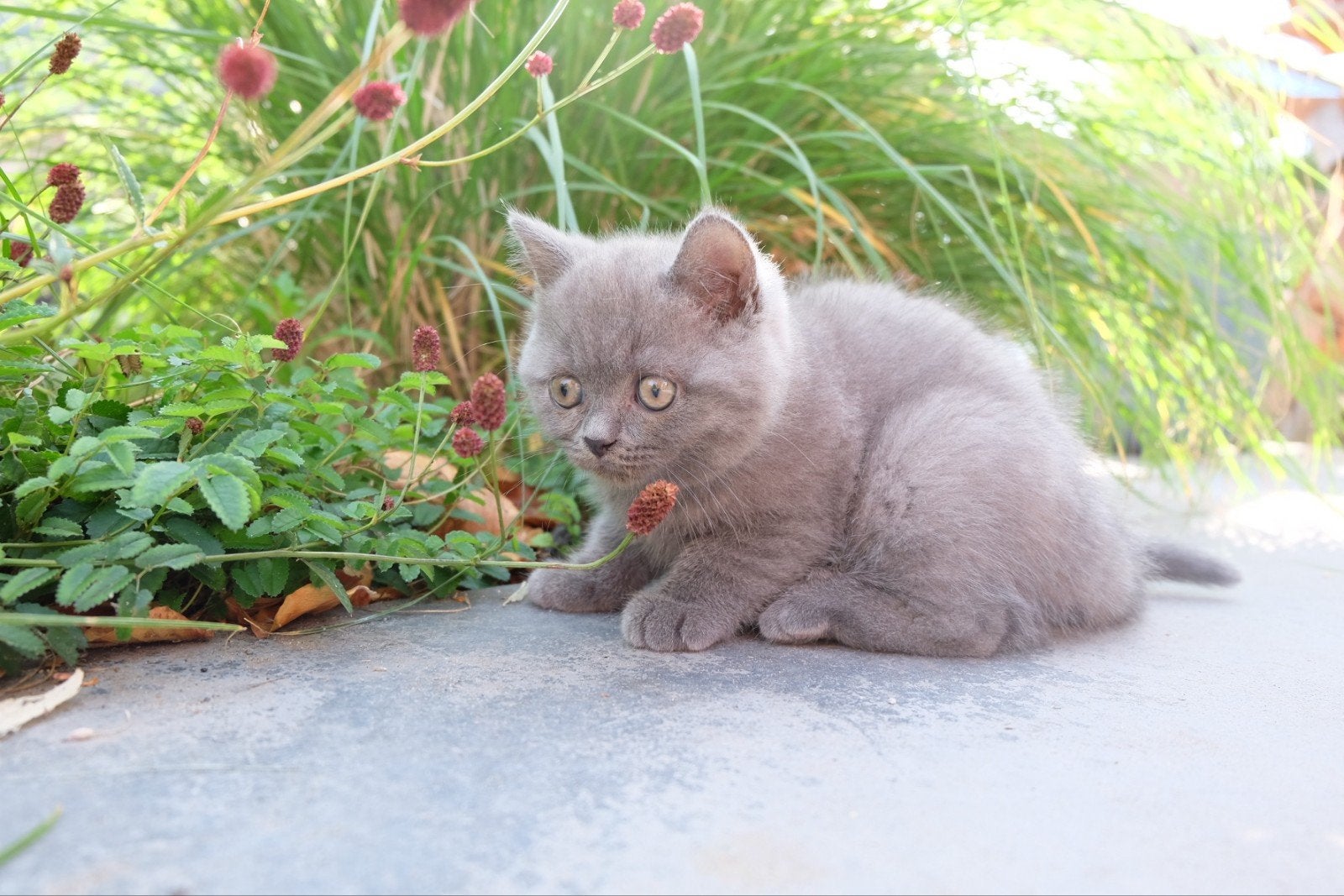 Brits korthaar poesjes, Dieren en Toebehoren, Katten en Kittens | Raskatten | Korthaar, Poes, Ontwormd, 0 tot 2 jaar