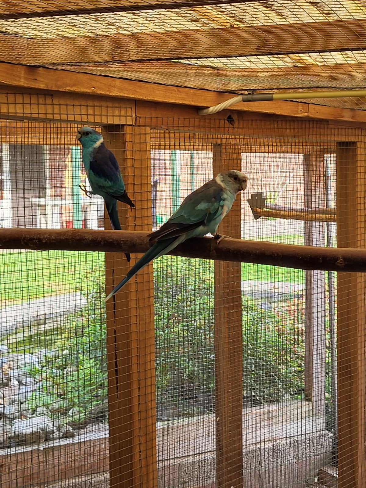 blauwe barnard, Meerdere dieren, Parkiet, Geringd