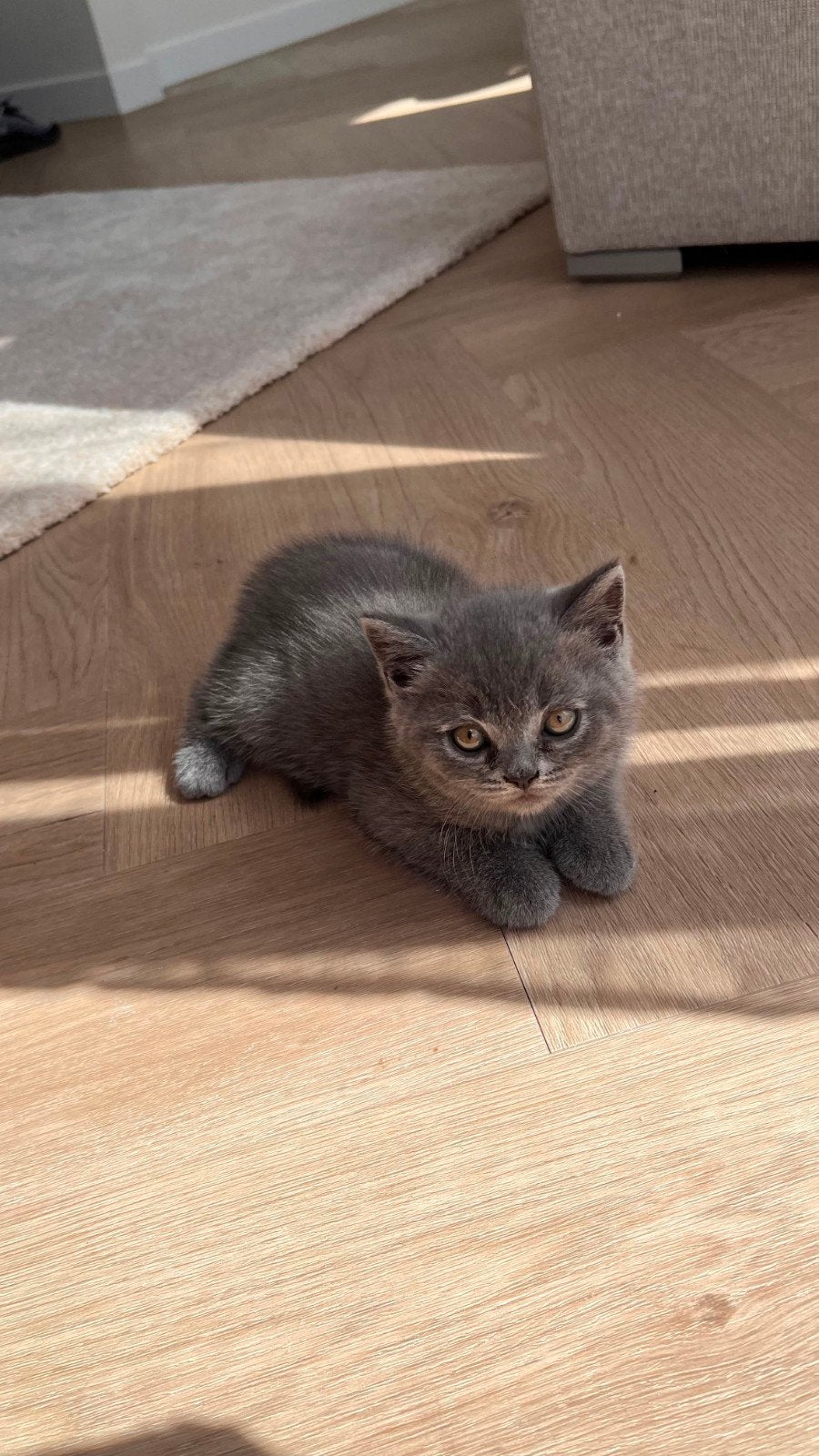 British Shorthair, Kater