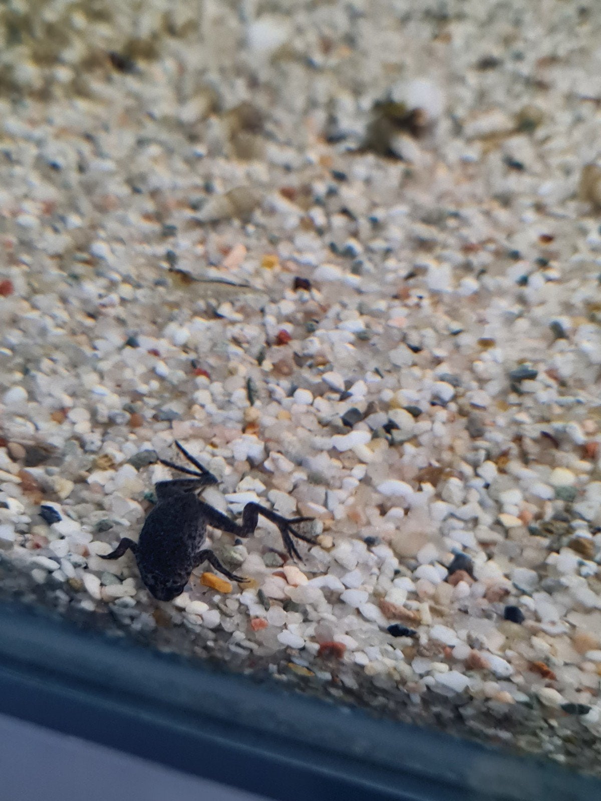 Dwergklauwkikker, Hymenochirus boettgeri