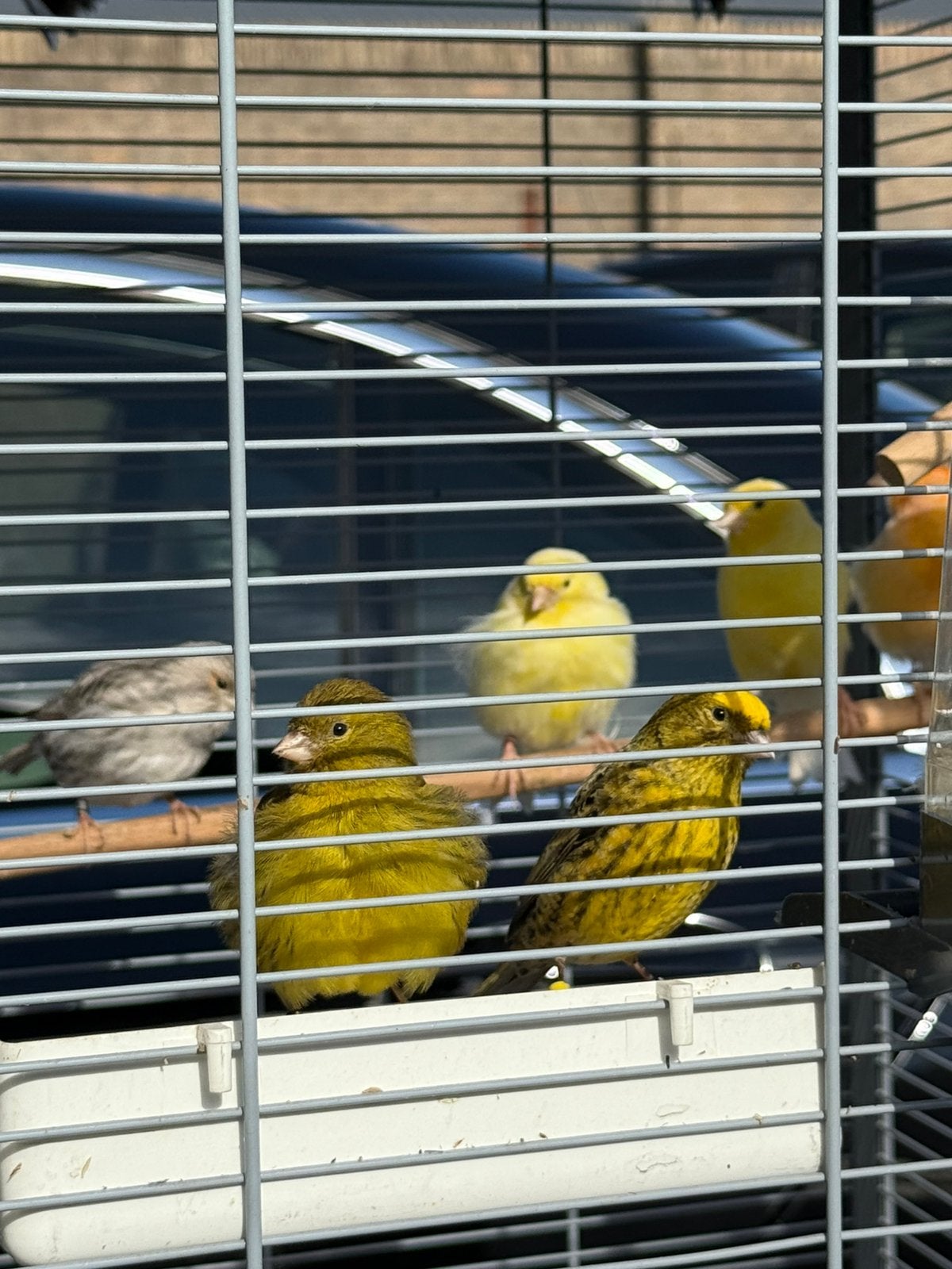 kanaries en compleet voliere spullen, Meerdere dieren, Kleurkanarie