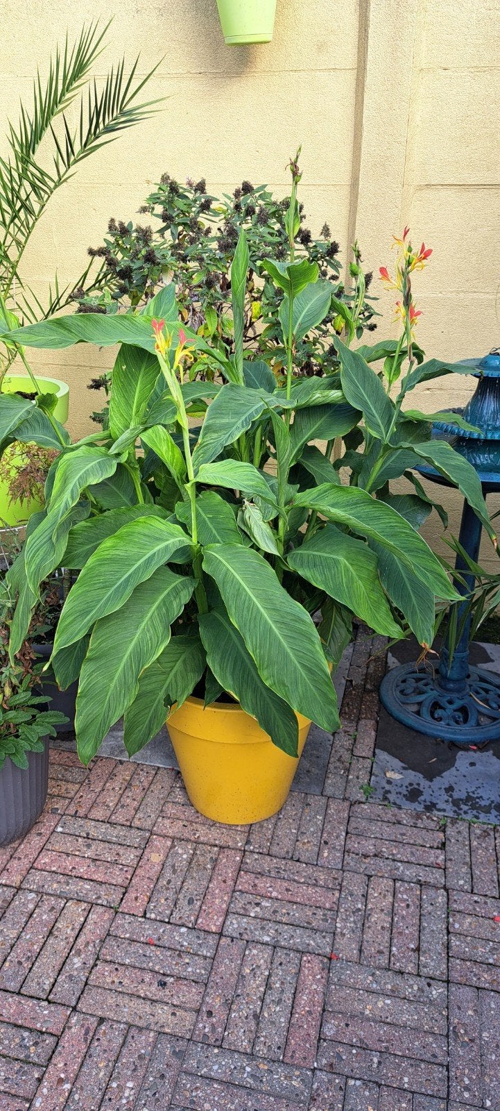 Grote Canna brasiliensis in ruime gele pot (135cm), Overige soorten, Volle zon, Vaste plant, Ophalen of Verzenden