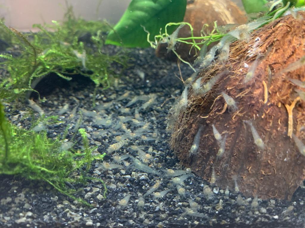 Mini Japonica garnalen 30 stuks voor 10 euro, Dieren en Toebehoren, Kreeft, Krab of Garnaal