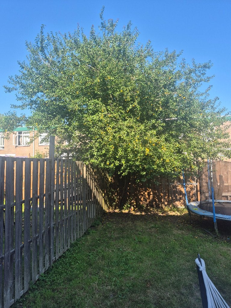 Gele pruimenboom (gratis uitgraven en meenemen), Tuin en Terras, Planten | Fruitbomen, Ophalen, Lente, Pruimenboom, Halfschaduw