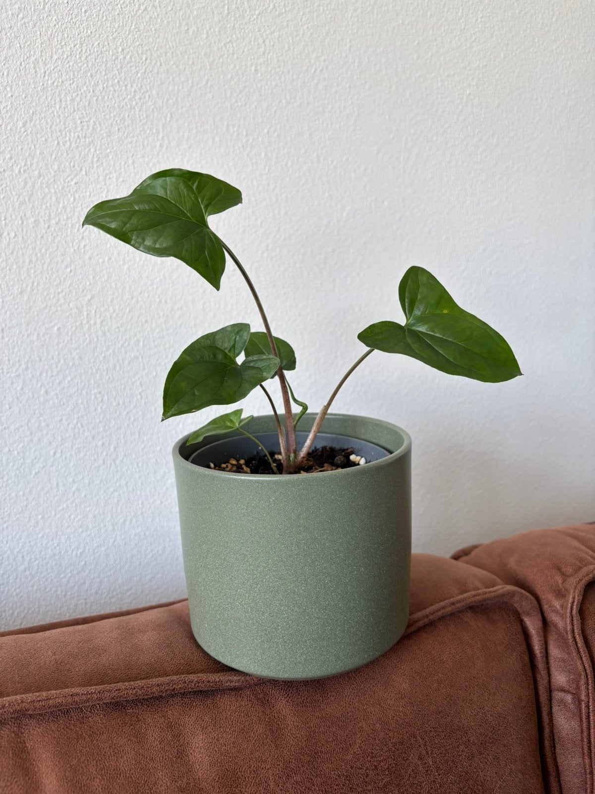 Syngonium plantje, Huis en Inrichting, Kamerplanten, Ophalen, Overige soorten, Halfschaduw, Minder dan 100 cm