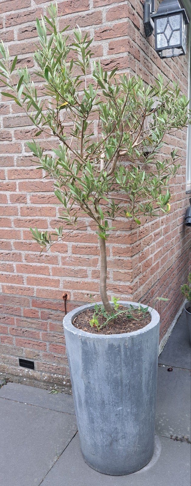 2 x grijze plantenbak met olijfboom, Ophalen, Volle zon, Olijfboom, 100 tot 250 cm