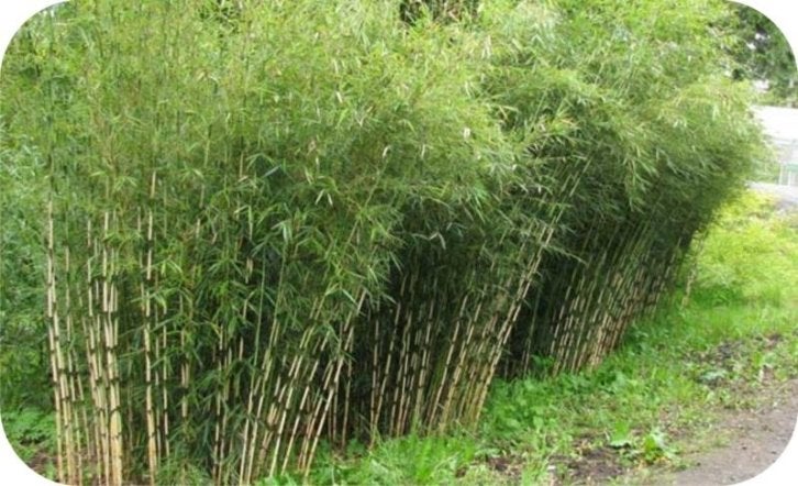 Bamboe Fargesia robusta Campbell, 12,- pst., woekert niet