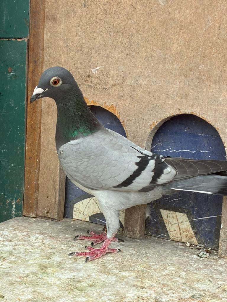 Postduiven duivin F Damen en Zn, Dieren en Toebehoren, Vogels | Duiven, Vrouwelijk, Postduif