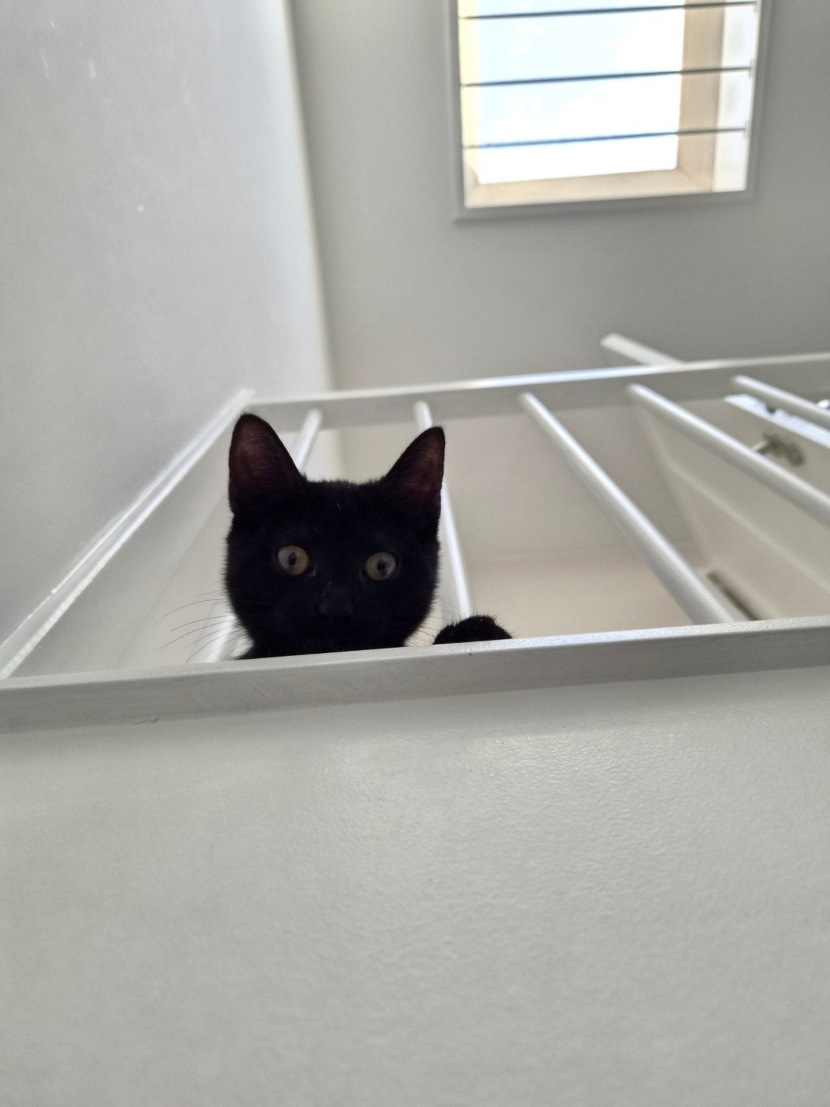 Kitten, mannelijk, zwart, 3 maanden oud, gechipt, gevaxt, Dieren en Toebehoren, Kater
