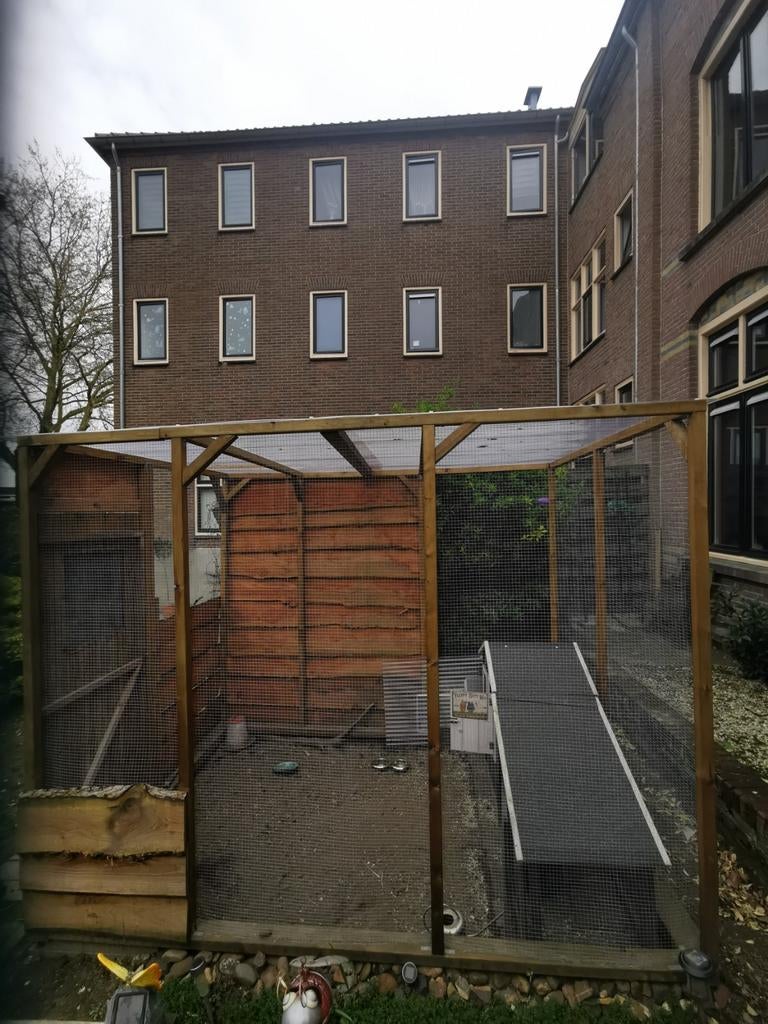 Zgan kippenren wegens verhuizing, Vrouwelijk, Kip