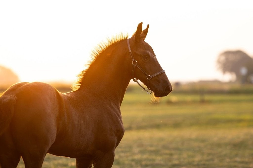 Fries hengstveulen uit een zeer sterk bewezen merrielijn, Dieren en Toebehoren, Paarden, Minder dan 160 cm, Met stamboom, Niet van toepassing