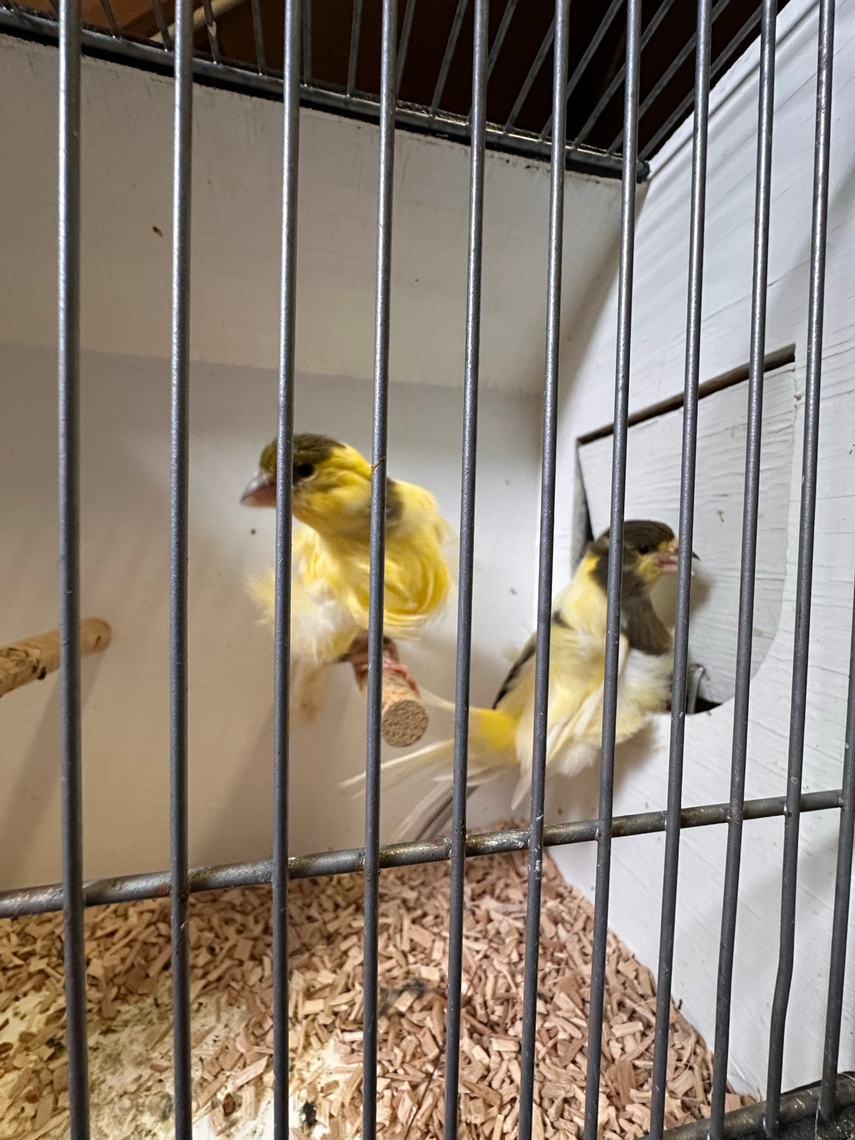 Noord hollandse frise kananarie, Dieren en Toebehoren, Vogels | Kanaries, Meerdere dieren