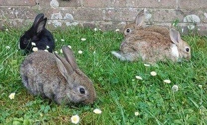 Mooie leuke jonge konijnen, Dieren en Toebehoren, Ophalen