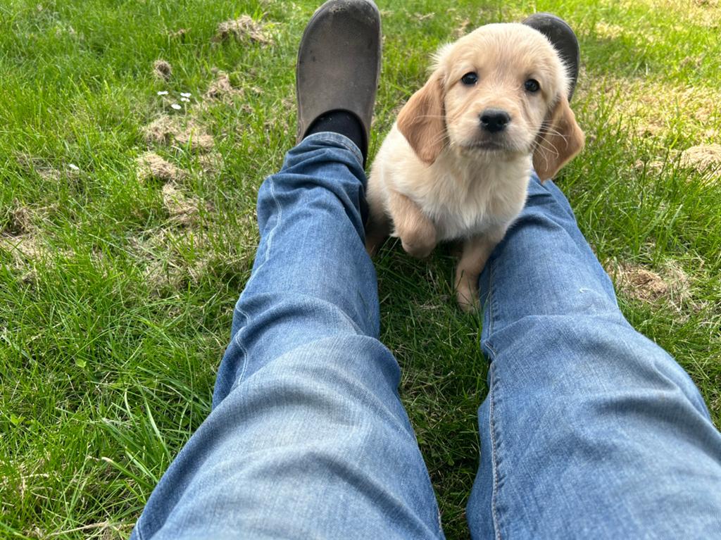 nestje golden retrievers met stamboom, België, Fokker | Hobbymatig, Reu, 8 tot 15 weken