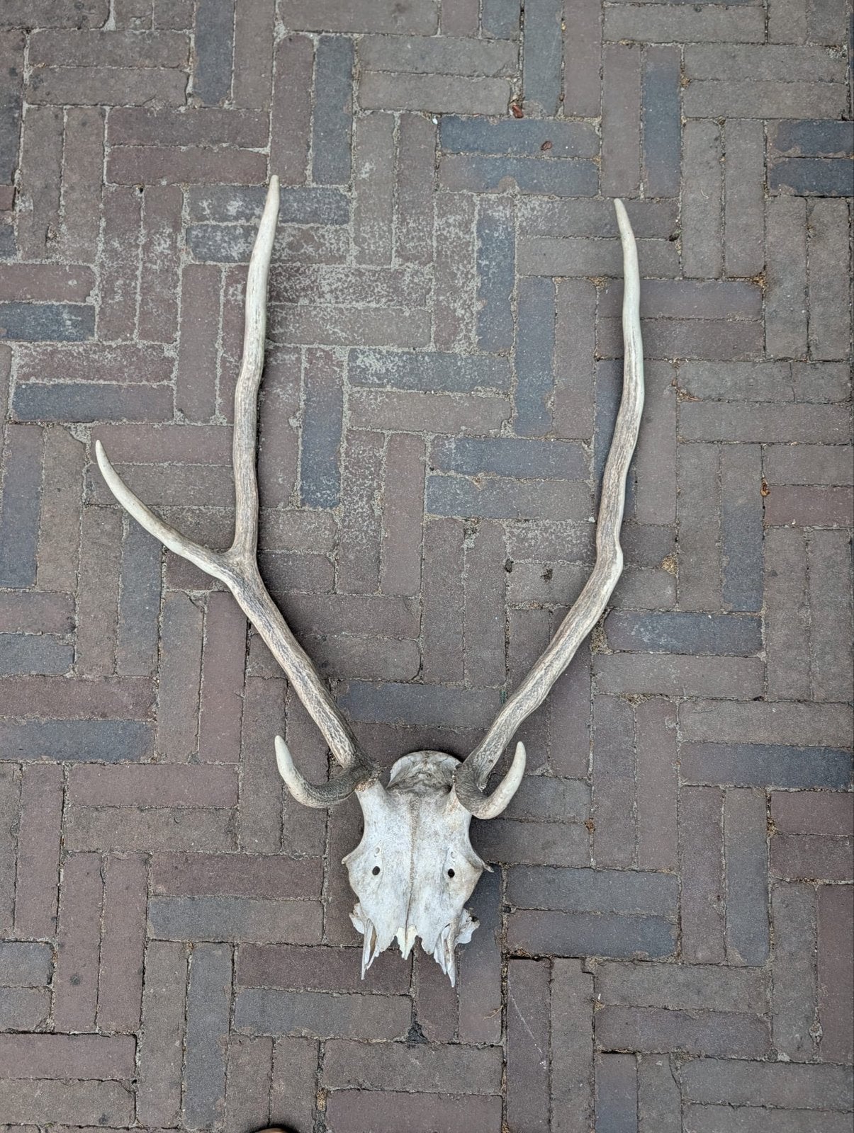 Gewei van hert op schedel, Ophalen