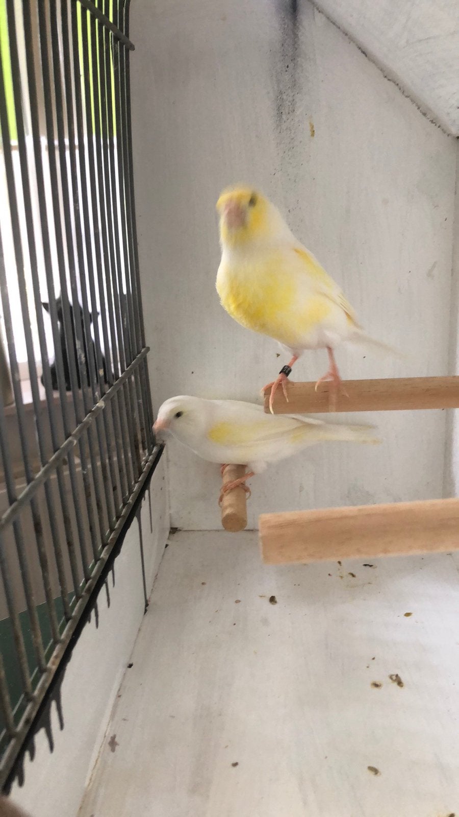 Te Koop ; Zeer Mooi Koppel Geel- Mozaïek Kanaries., Dieren en Toebehoren, Vogels | Kanaries, Meerdere dieren, Kleurkanarie