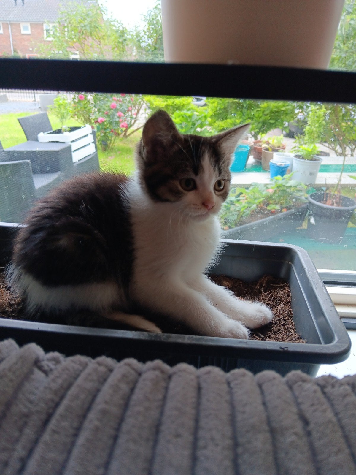 Kittens te Koop, Dieren en Toebehoren, Meerdere dieren