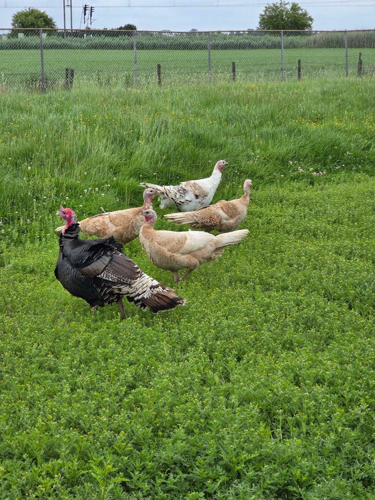 Prachtige kalkoenen, Dieren en Toebehoren, Pluimvee, Meerdere dieren, Kalkoen