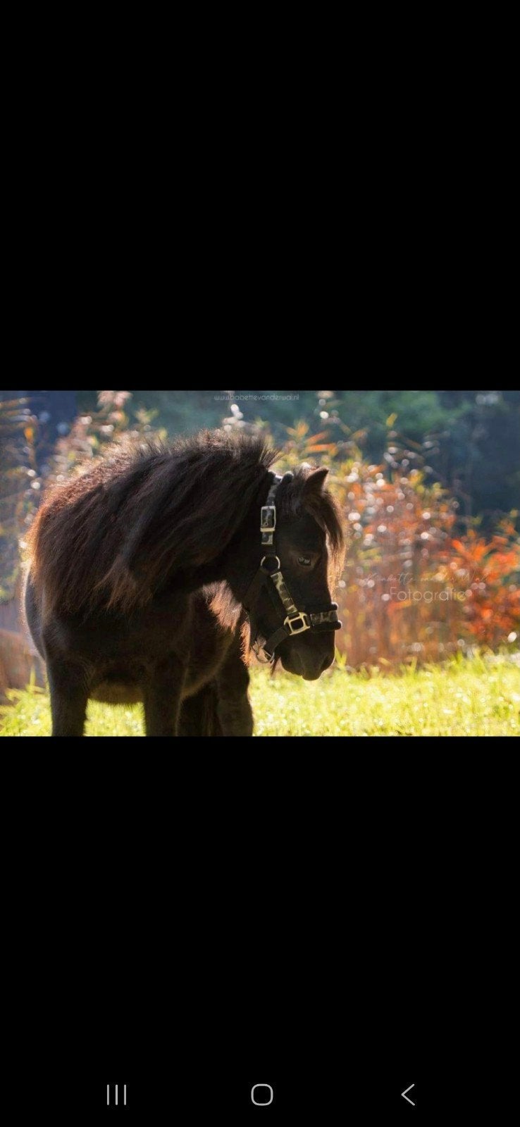 2 super lieve grote Shetlanders. 6 jaar. ruinen. papieren, Dieren en Toebehoren, Ruin, Niet van toepassing, A pony (tot 1.17m)