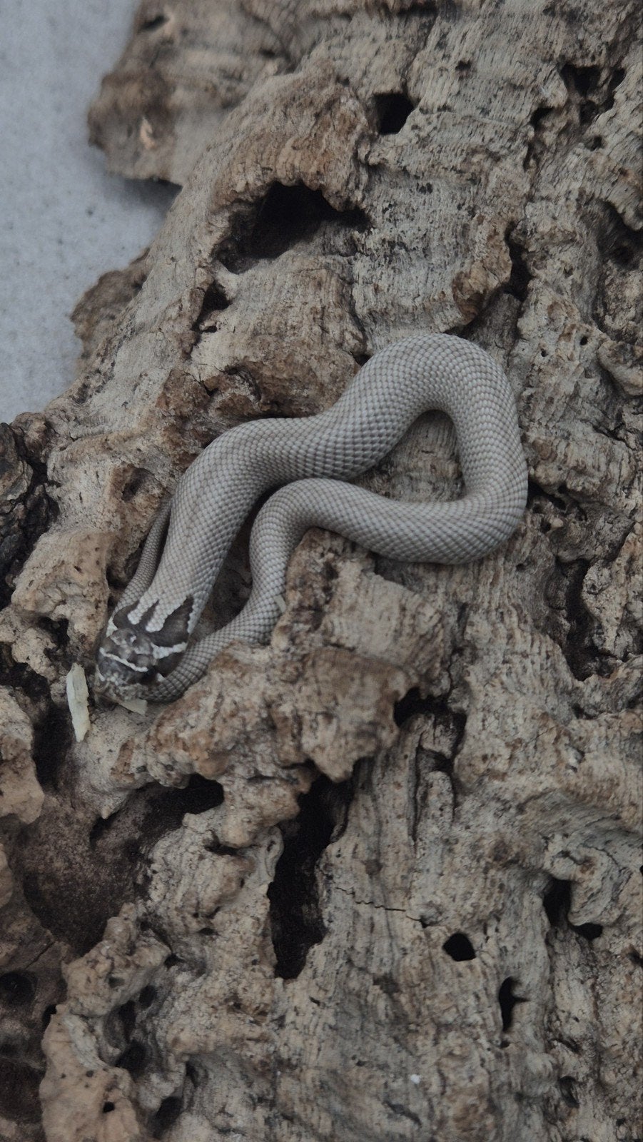 Haakneus slang het snow Hognose Snake - female for sale from De Jong