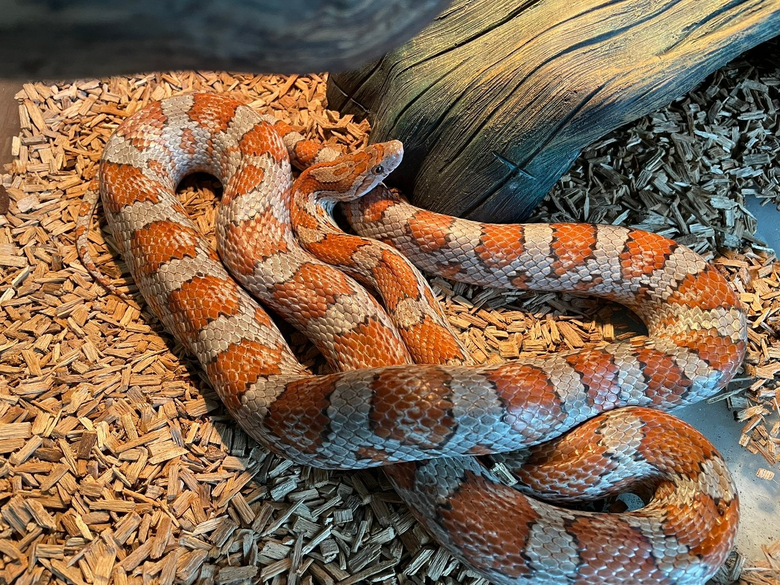 Rattenslang Milly met terrarium en toebehoren Rat Snake photo 2